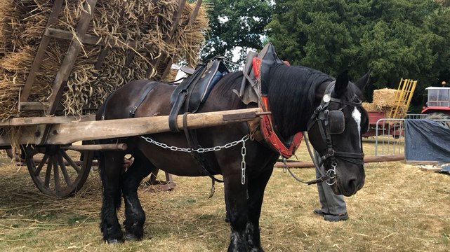 Démonstration de battage à l’ancienne en marge des courses hippiques