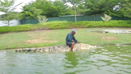 Mieux que l'équitation, chevaucher un crocodile de 5m de long