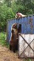 Ce russe joue avec un ours sauvage... pas si sauvage