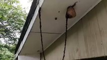 La technique de ces fourmis pour détruire un nid de guêpe : incroyable