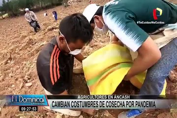 Áncash: agricultores cambian costumbres de cosecha por pandemia de coronavirus