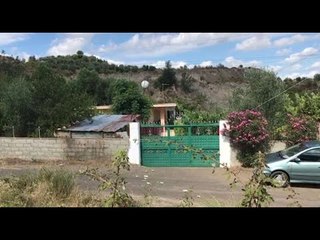 Ora News - Patos, vrasja për tri degë kumbulla