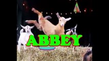 Happy Birthday Abbey - Abbey's Birthday Today - Have a Happy Birthday Abbey