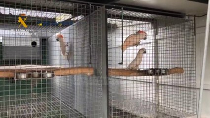 Top News - Spanjë, kafshët e egra/ Operacion masiv kundër trafikantëve: Pa koment