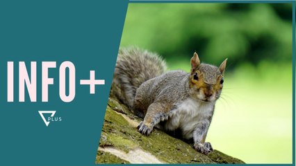 INFO+ / Momenti kur Ketri i etur kërkon ujë nga kalimtarët e rastësishëm - Vizion Plus