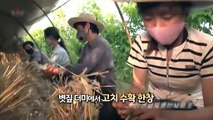 [영상구성] 누에고치 풍년