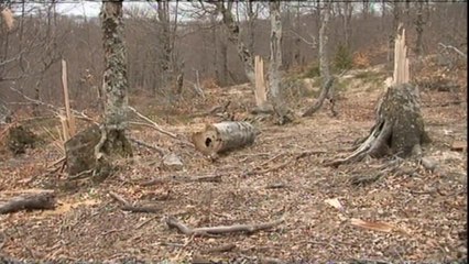 Top News - Një efektiv në pranga/ Lejoi prerjen e pyjeve në Dibër