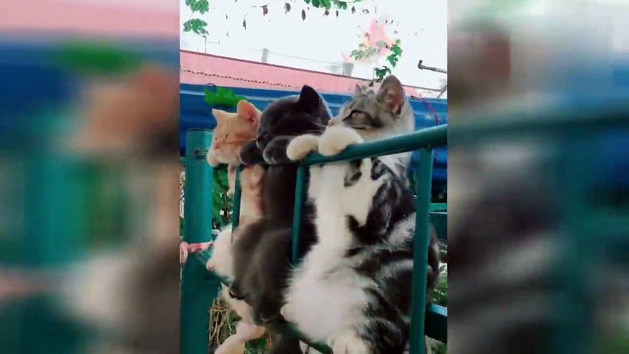 Gatos Graciosos # 1