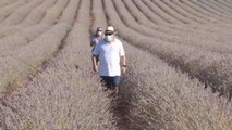 Los campos de lavanda de Brihuega (Guadalajara) florecen ajenos a la Covid-19