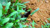 Build Swimming Pool Water Slide Crocodile Around The Secret Underground House - Primitive Survival