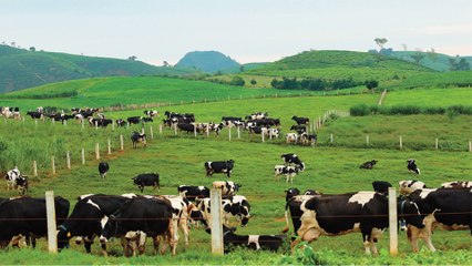 Mộc Châu: Nuôi bò hữu cơ để làm du lịch? | VTC