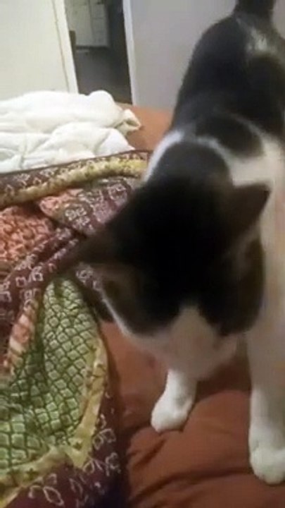 Kitty Likes to Play Fetch