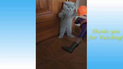 Cute Pets And Funny Animals Compilation #1 - Pets Garden