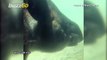 Must-See! Tapir Holds Her Breath Underwater in Impressive Video