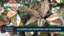 Warga Buru Tanaman Hias, Aglonema dan Monstera Jadi Primadona