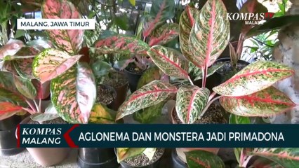 Скачать видео: Warga Buru Tanaman Hias, Aglonema dan Monstera Jadi Primadona