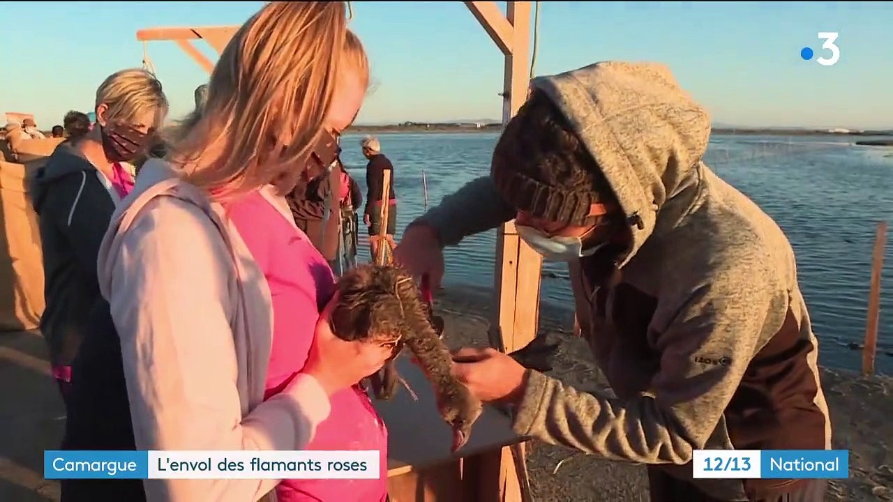 Camargue : l'envol des flamants roses