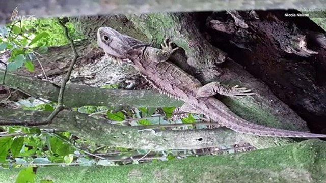 Rare Dinosaur Relative is Genetically Half-Way Between Mammals and Reptiles