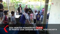 Pandemi Corona Jadi Momen untuk Pelestarian Penyu