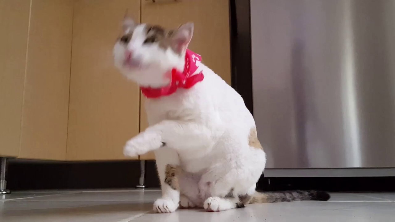 Cute Cats