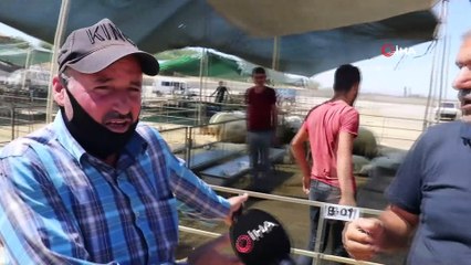 Malatya’da küçükbaş kurbanlıklara rağbet az oldu