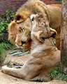 Un couple de lions  âgés endormi en  même temps