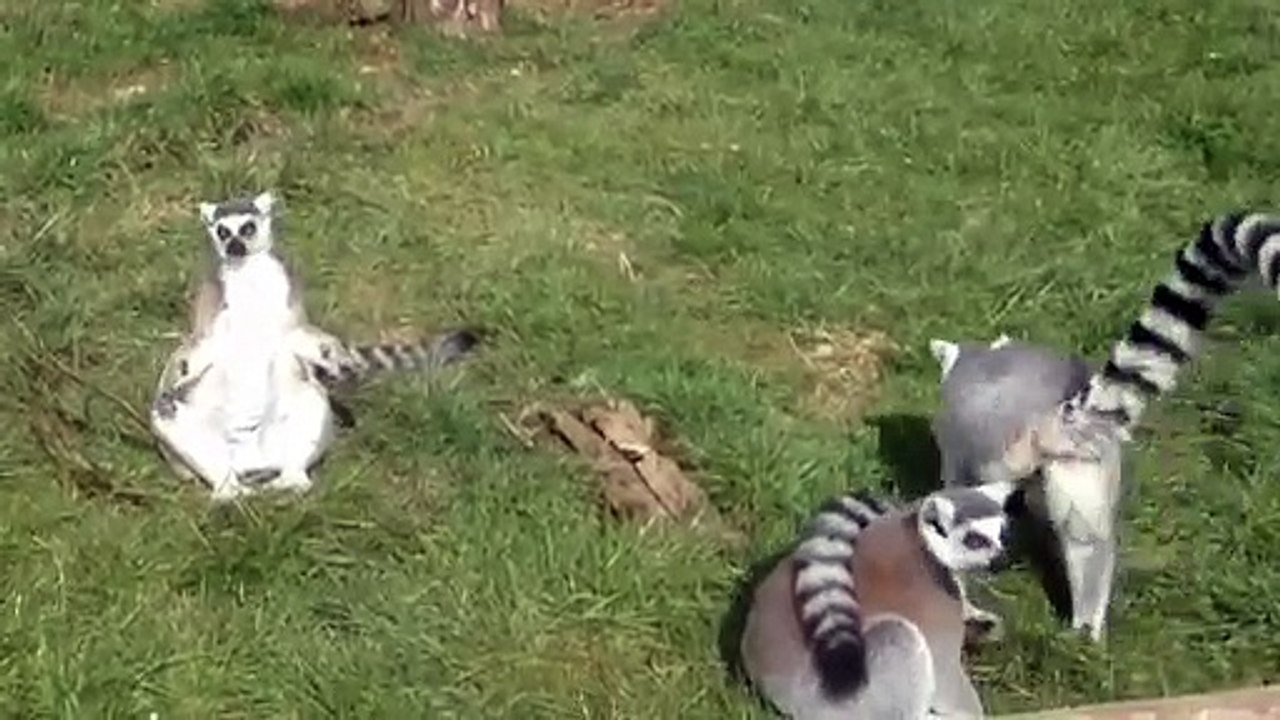Lemur sunbathing