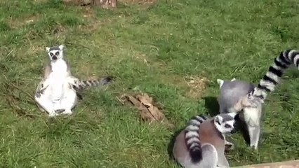 Lemur sunbathing