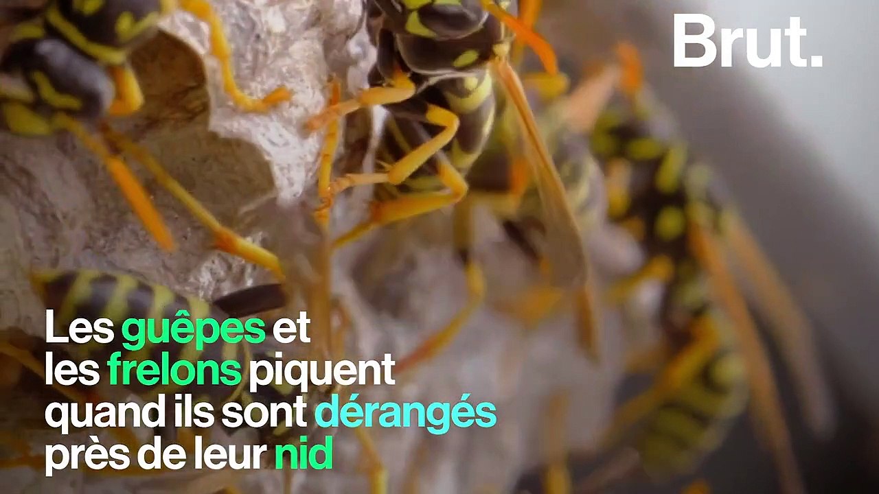 Abeilles, guêpes, frelons… Que faire face aux piqûres ?