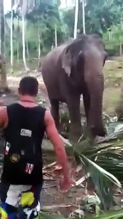 Cet éléphant n'aime pas être dérangé quand il mange