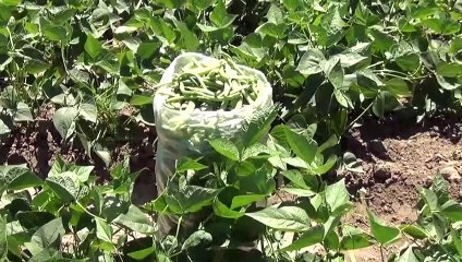 Boş arazisinde tarıma başlayan girişimci anne Iğdırlı kadınların iş umudu oldu - IĞDIR