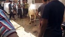 Anari Darpok Qasai vs Out of Control Bull Qurbani at Bakra Eid 2020
