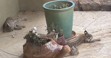 Une artiste américaine tombe nez à nez avec une famille de lynx devant son domicile