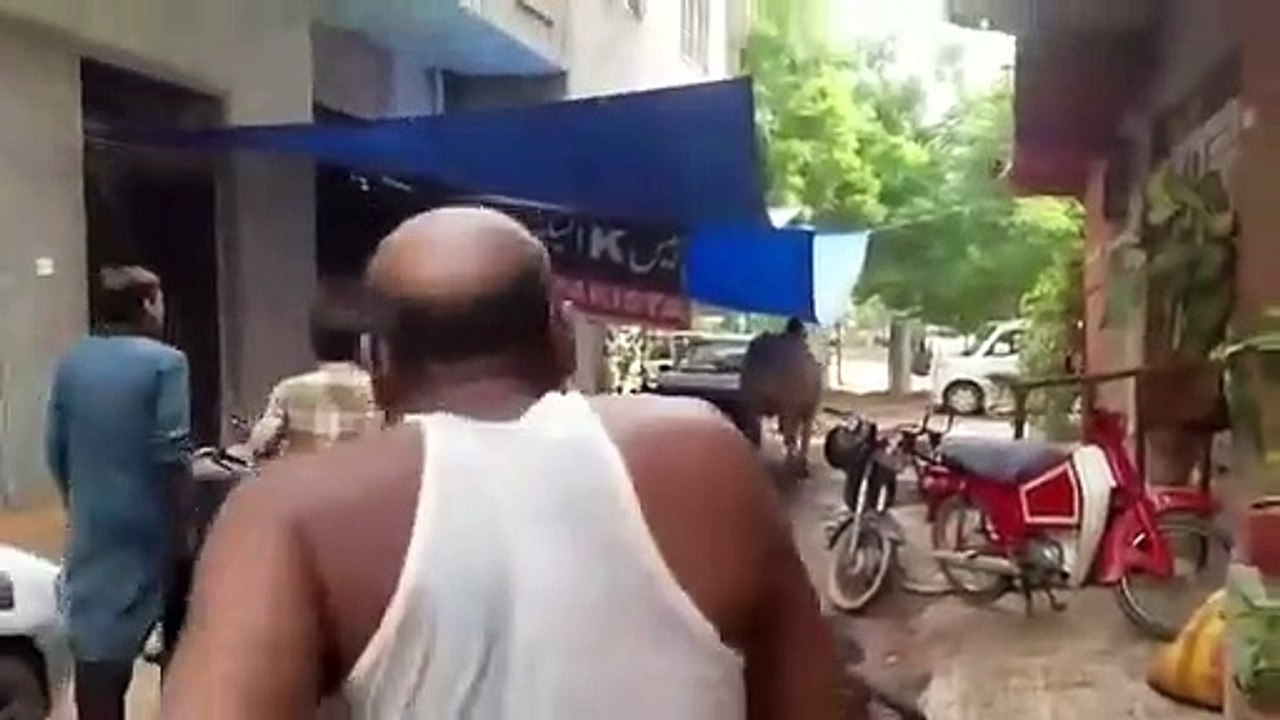 Dangerous Bull