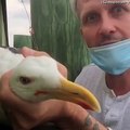 Cranky Seagull Cut Free From Fishing Line
