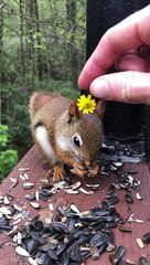 Friendly Baby Red Squirrel Wears Flower