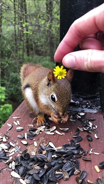 Friendly Baby Red Squirrel Wears Flower
