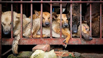 Đánh đập vật nuôi trước khi giết mổ bị phạt 5 triệu đồng