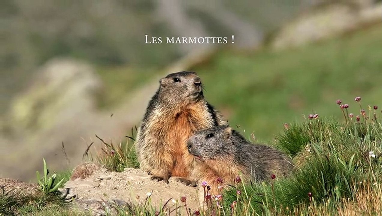 [CARNET DE SAISON] Les marmottes, si sympathiques !
