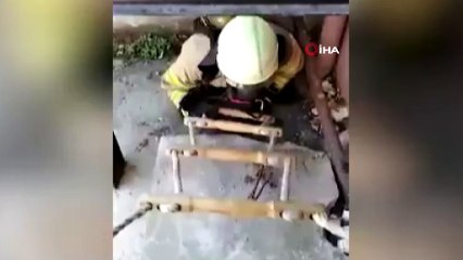 Küçükçekmece’de kuyuya düşen kediler böyle kurtarıldı
