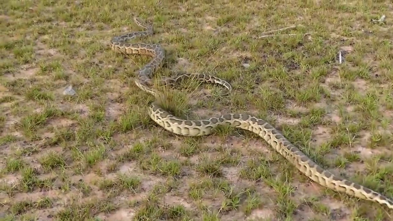 Snake Trap - Build Deep Hole Underground Snake Trap That Work 100% | Animal Trap