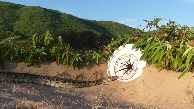 Snake Trap - Build Deep Hole Underground Snake Trap Using White Bucket | Animal Trap