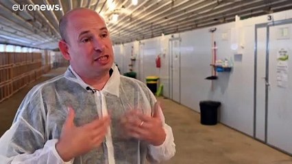 Sáskát tenne az étlapra egy izraeli cég