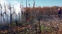 Bombeiros combatem incêndio em plantação de milho, no Bairro Cascavel Velho