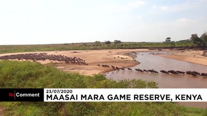 Migration spectaculaire de gnous entre la Tanzanie et le Kenya