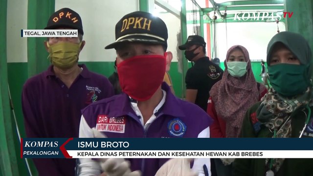 Temuan Cacing Pita Pada Hewan Kurban