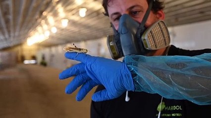 شركة تسعى لجعل الجنادب وسيلة أساسية لجبه التحديات الغذائية العالمية