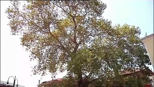 Glück im Unglück: Flugschüler überlebt Absturz