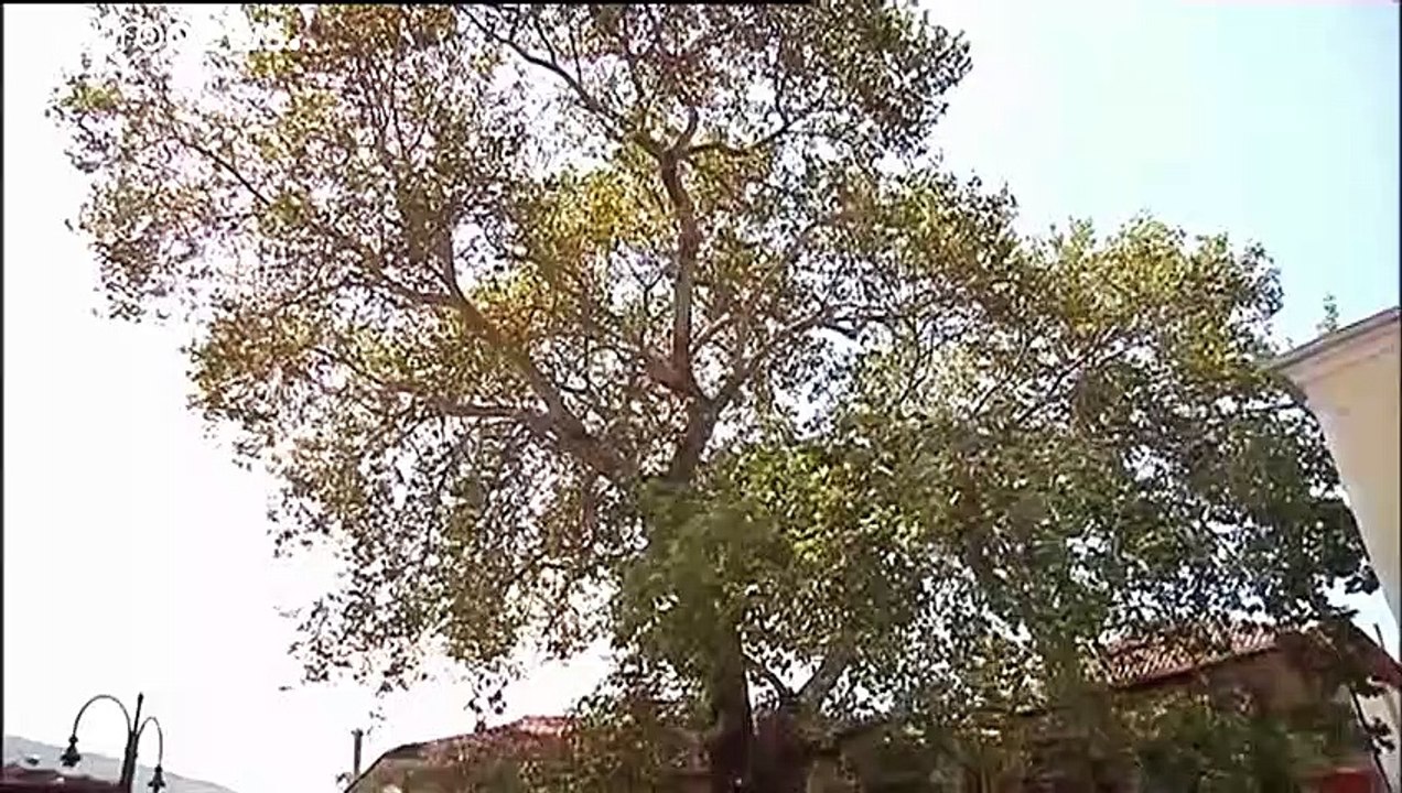 Glück im Unglück: Flugschüler überlebt Absturz