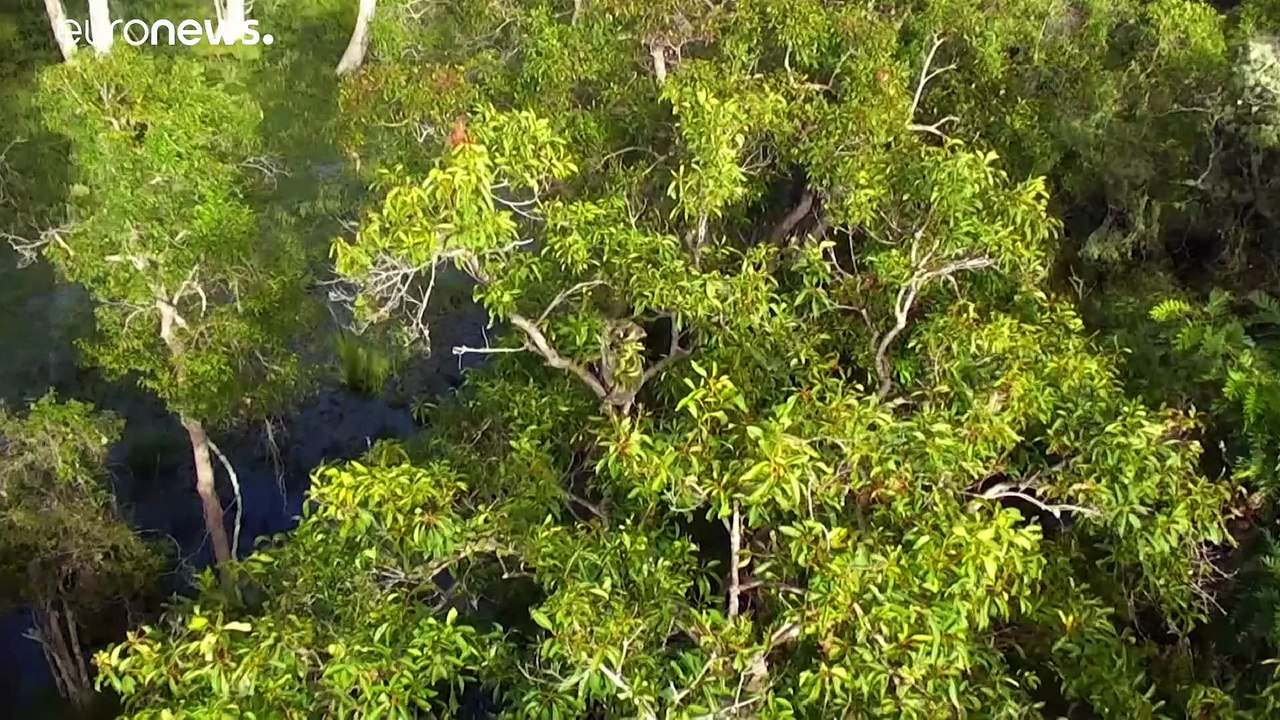 شاهد: كيف يمكن لطائرات مسيرة إنقاذ حيوان الكوالا من الانقراض